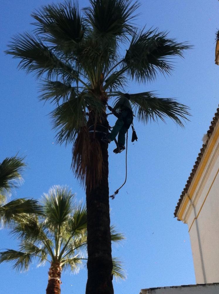 Imagen Comienza la poda de las palmeras del municipio.