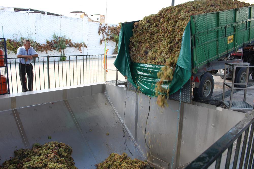 Imagen Las cooperativas del vino piden ayuda a la Delegación de Agricultura por el daño de la cosecha