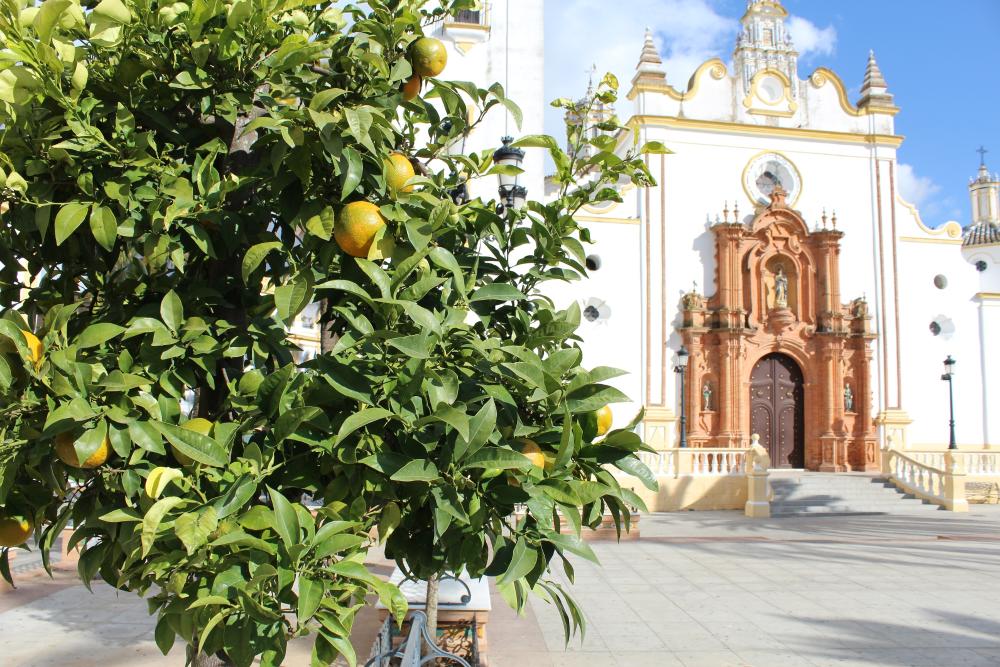 Imagen El Ayuntamiento planta nuevos naranjos en la plaza de España