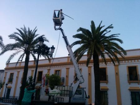 Image Fumigan las palmeras del municipio como medida preventiva contra el picudo rojo.