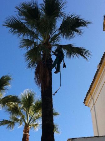 Image Comienza la poda de las palmeras del municipio.