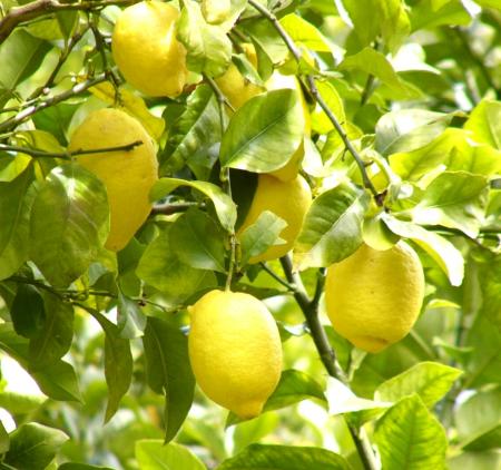 Image El Ayuntamiento advierte de no coger limones de los árboles de las calles