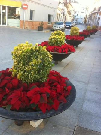 Image 1.300 plantas de la flor de Navidad anuncian la llegada de las fiestas