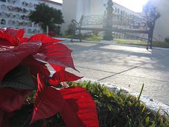 Imagen El Ayuntamiento de La Palma también impregna de Navidad el recinto del cementerio