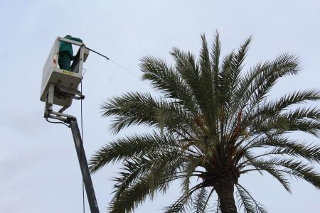 Image Comienza la fumigación de las palmeras del municipio para prevenirlas del picudo rojo