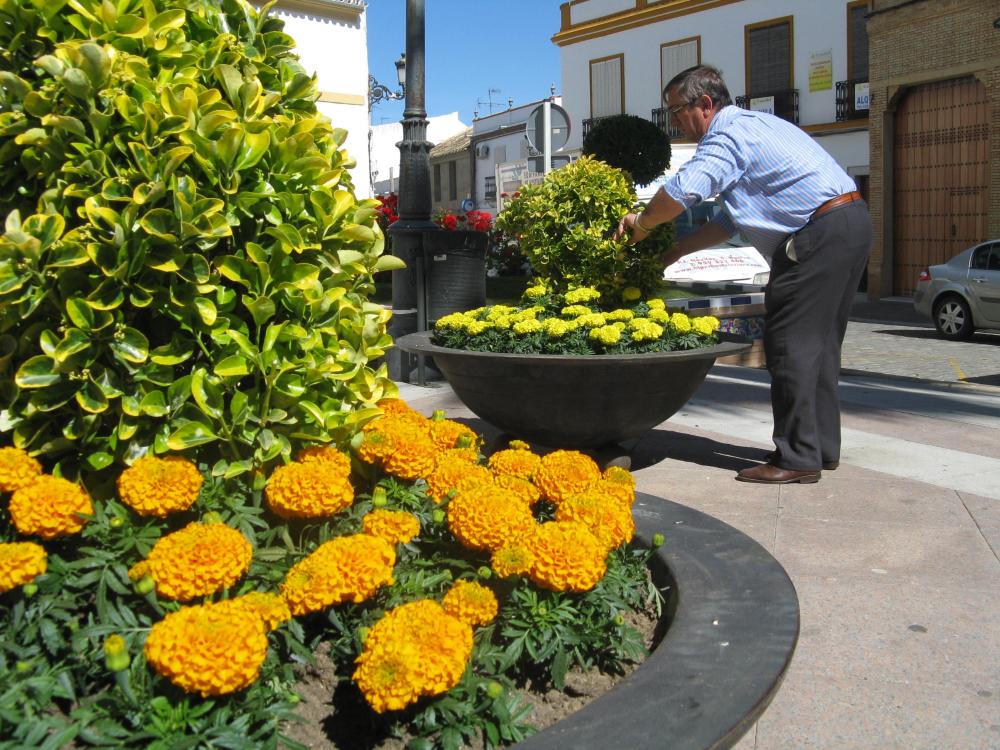 Imagen Mil flores de primavera embellecen el casco histórico para las fiestas de mayo