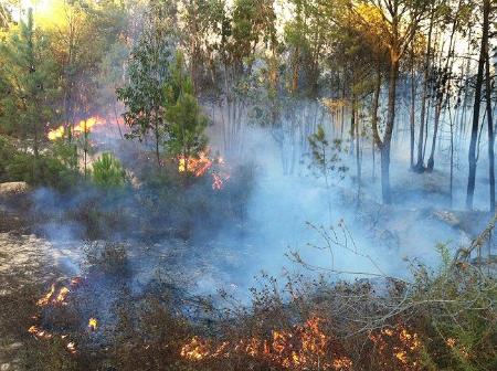 Image Extinguido un incendio que ha afectado a dos hectáreas de pino y eucalipto en La Palma