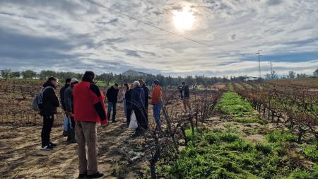 Imagen El suelo y la poda de los viñedos temática de un nuevo curso de la Cátedra del Vino