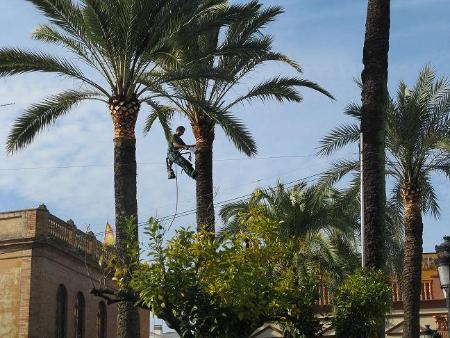 Image Comienza la poda de las palmeras del municipio