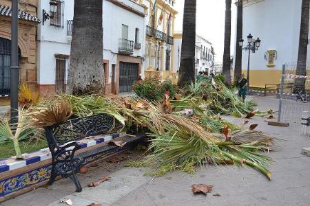 Image El Ayuntamiento poda las más de 300 palmeras del municipio