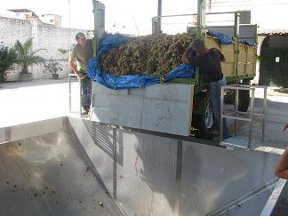 Image Datos satisfactorios de la vendimia en La Palma con una producción que ronda el millón de kilos