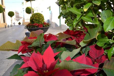 Image Miles de plantas de Navidad llenan las zonas ajardinadas de la ciudad
